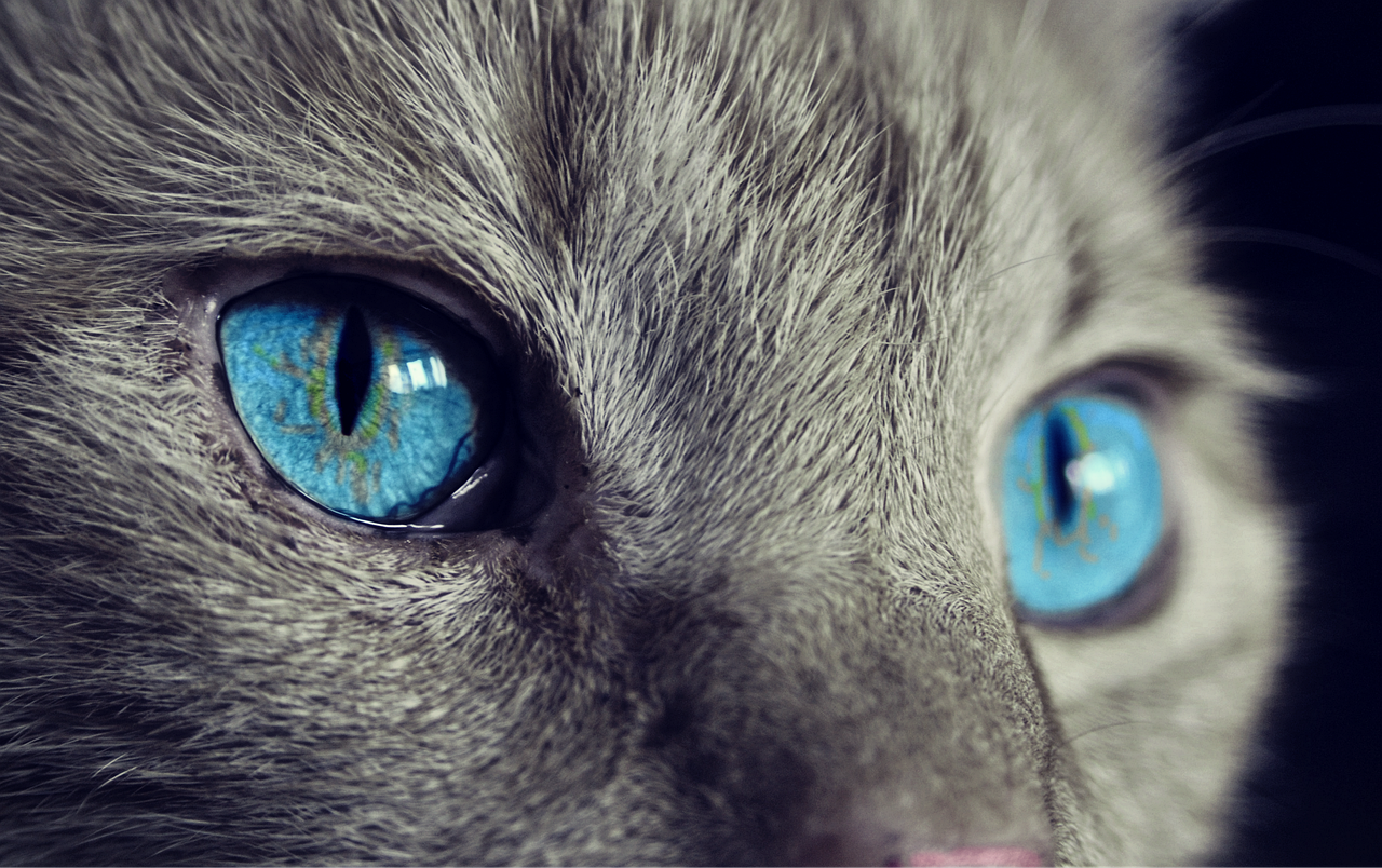 cat, cat's eyes, blue eyes, gray cat, close up, macro, nature, feline, pet, domestic, domestic cat, animal, eyes, head, fur, cat face